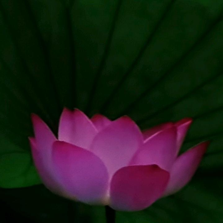 朱三姐