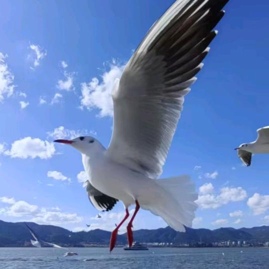 阿明