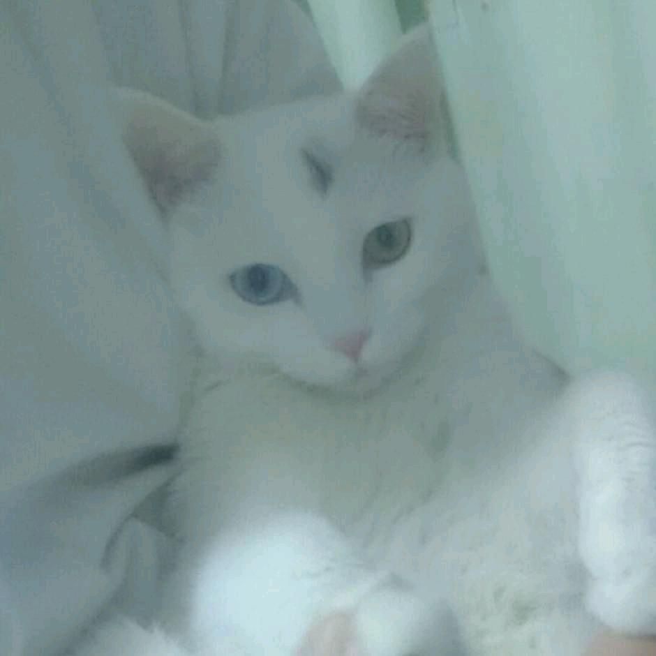 眼睛