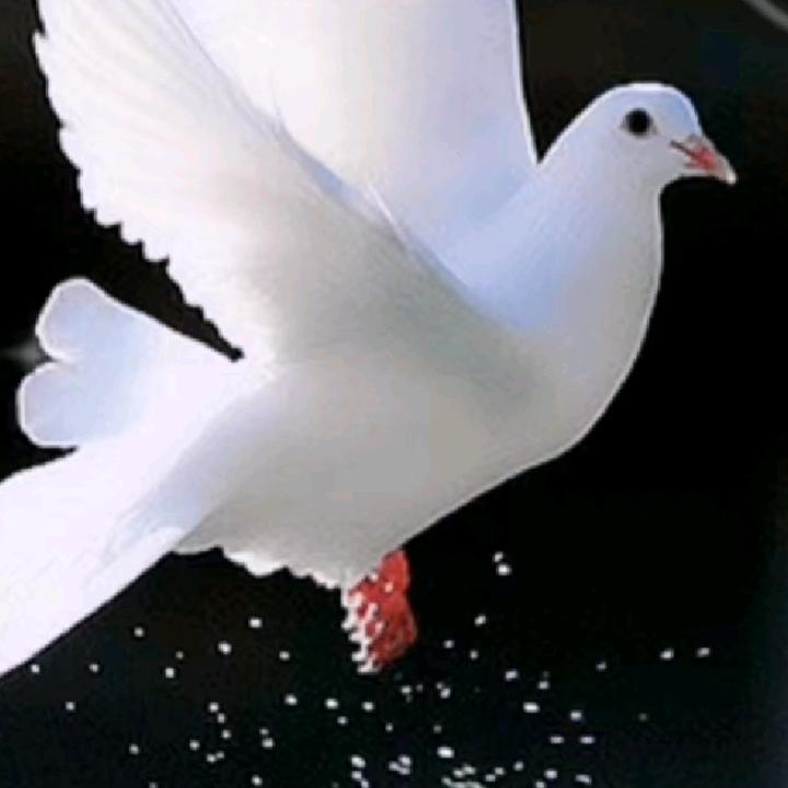 杨英