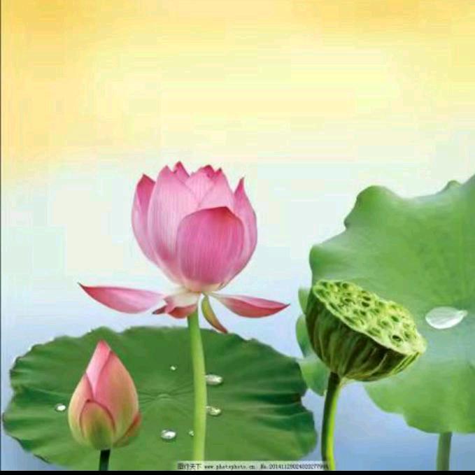 花开富贵$