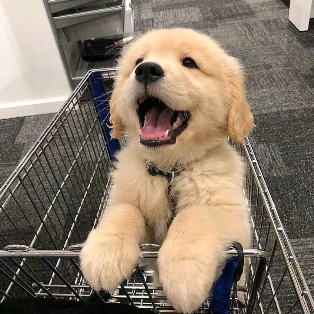 毛毛