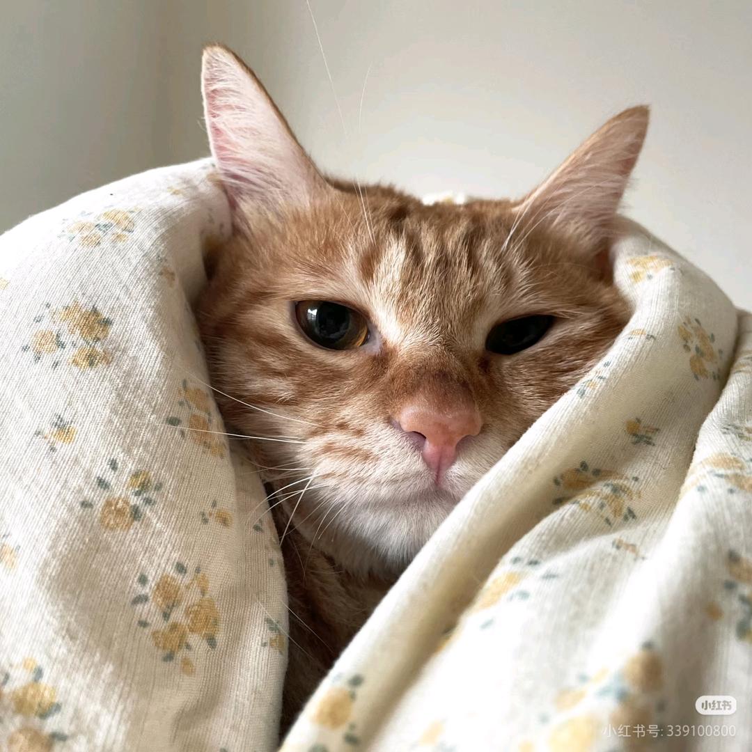 猫的六便士
