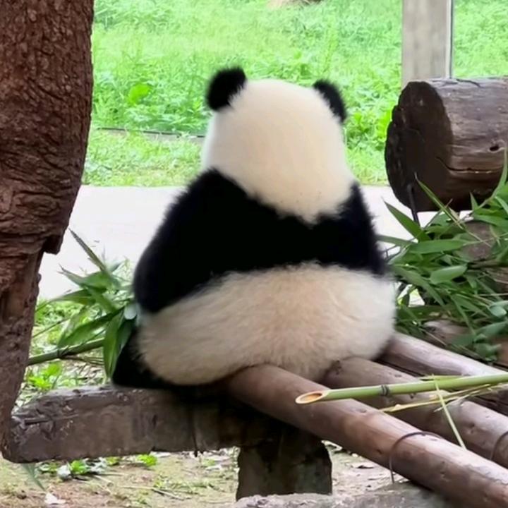 熊猫论