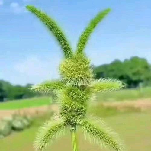 振宇哥
