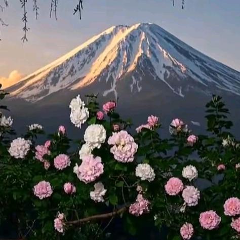 里斯