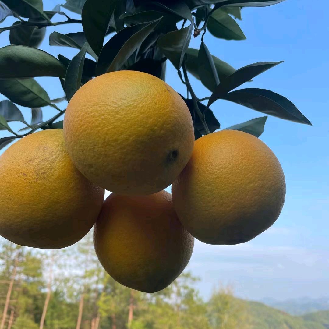 零下52℃