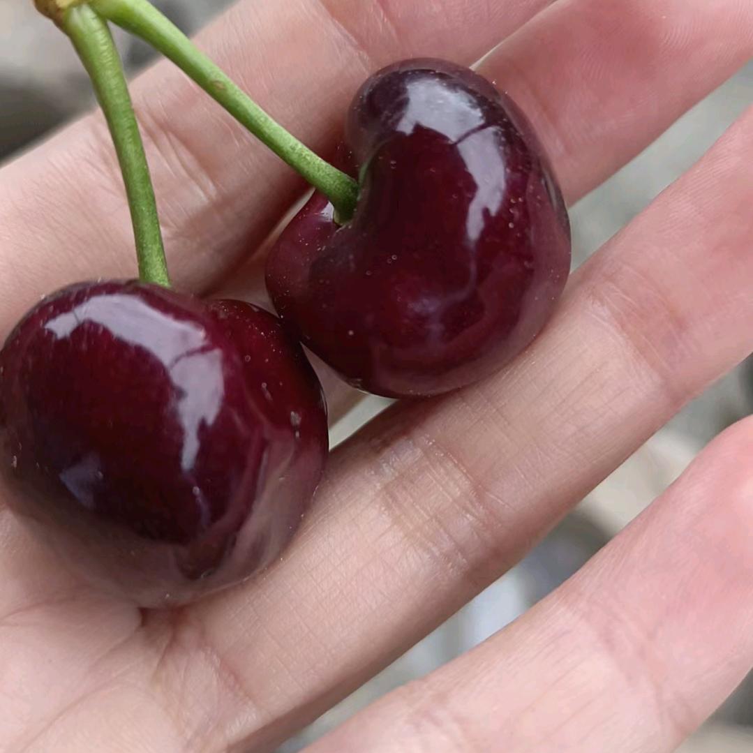 顺富车厘子（汶川）