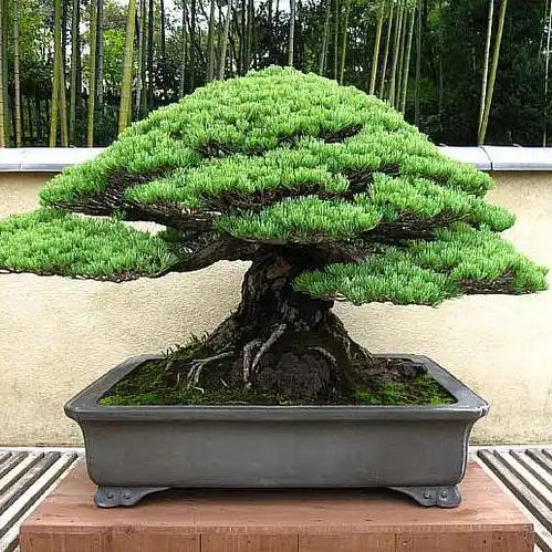 家庭盆景小园艺