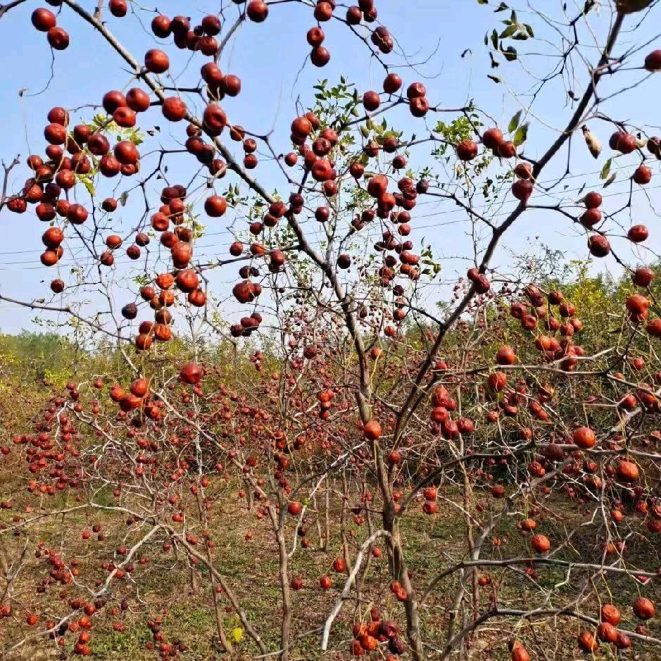 山西万亩连翘种植基地&高产药用酸枣苗培育