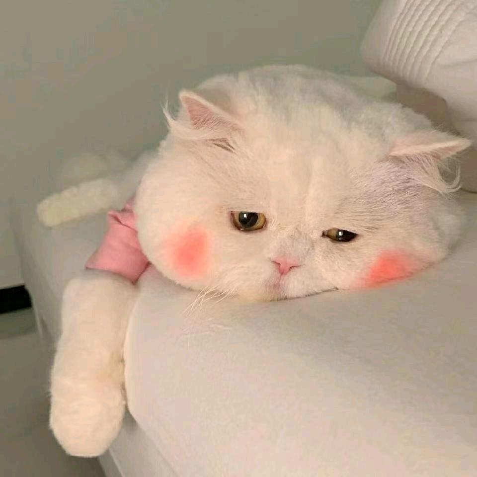 枂稚