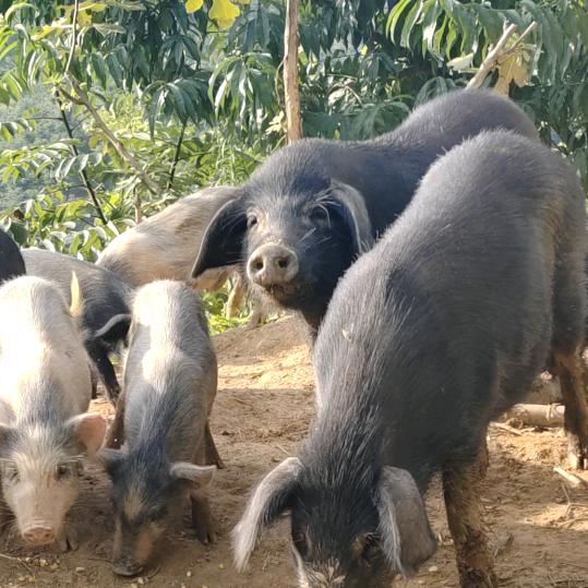 欧阳阳