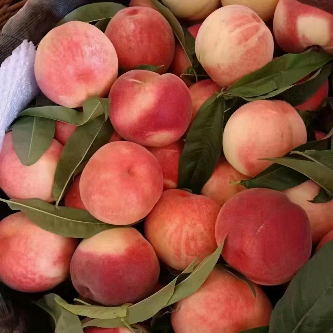 用户6565603328084水果代理