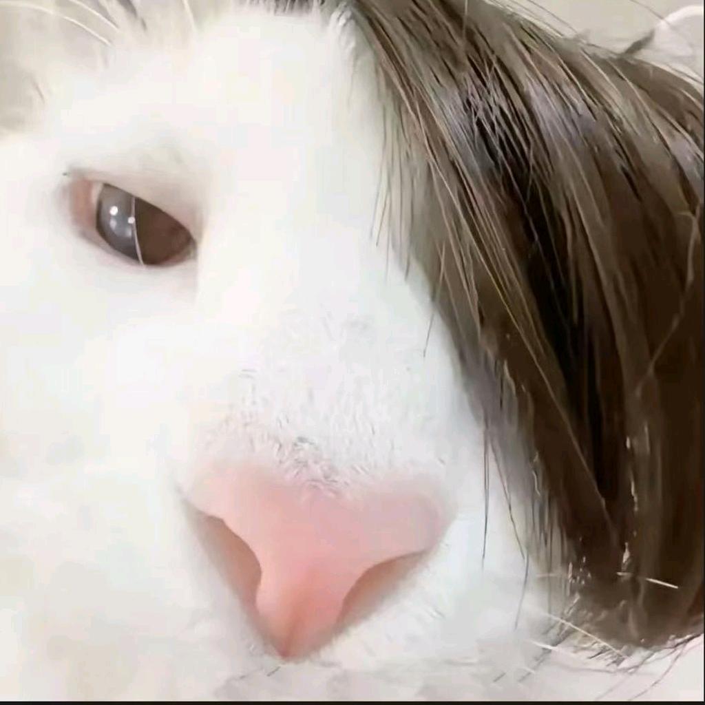 🍰•ᴗ•小喵碎碎冰