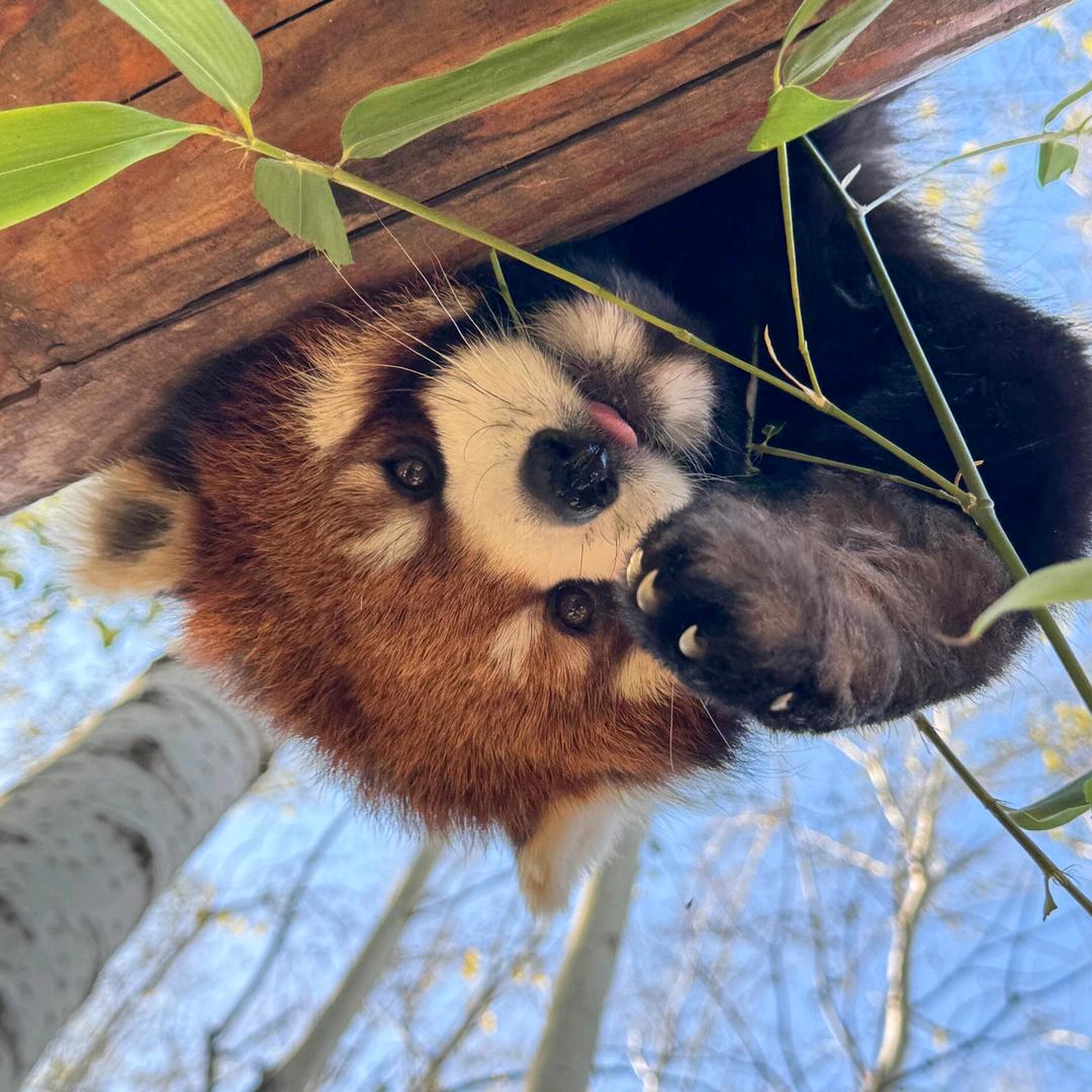 企鹅小熊猫