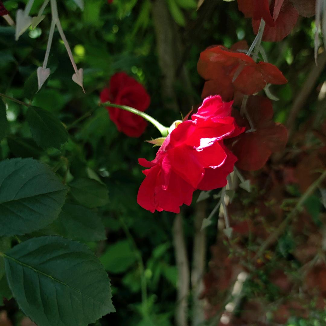 ╭(╯ε╰)╮余生安好