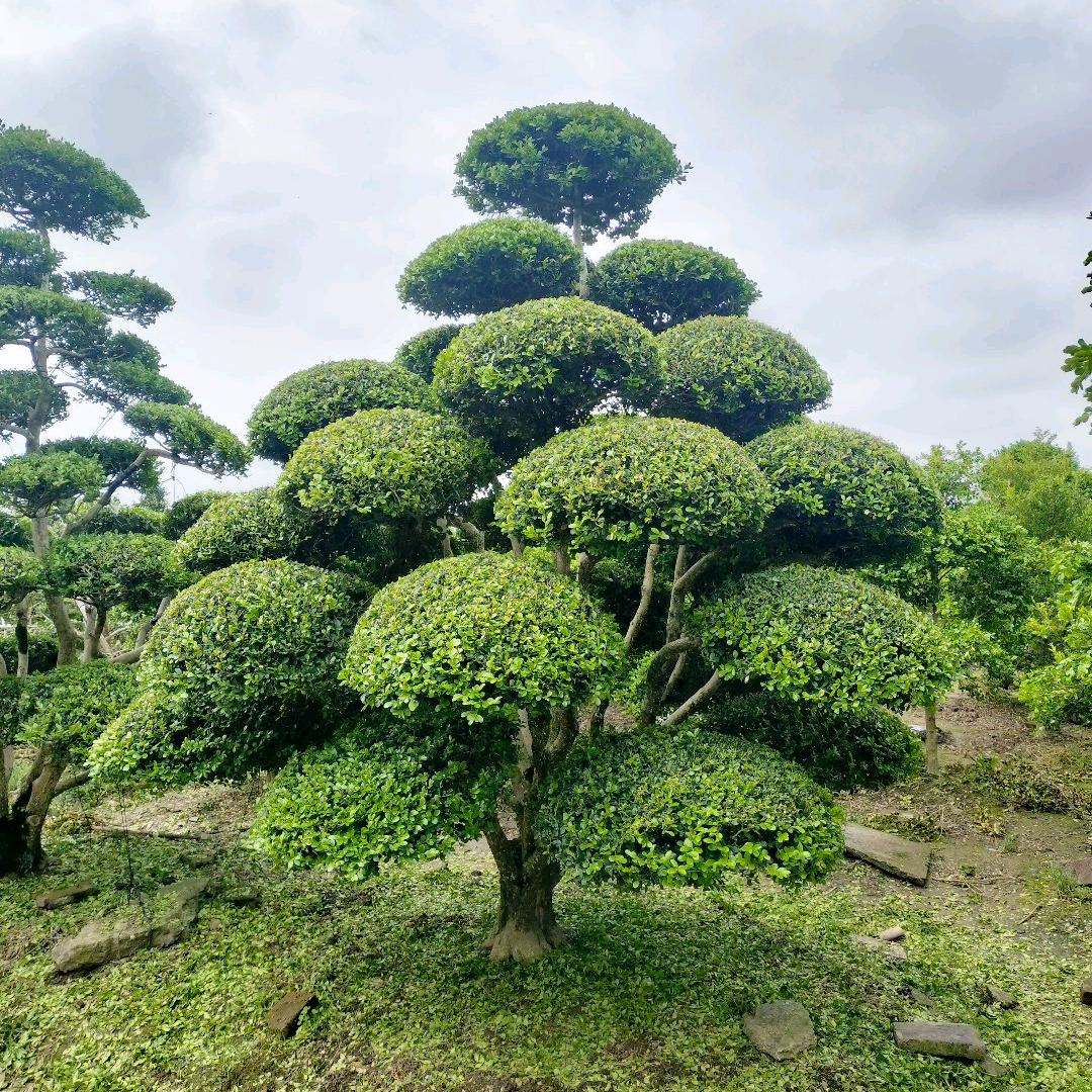 张莉萍园艺，崇明岛造型黄杨苗木场