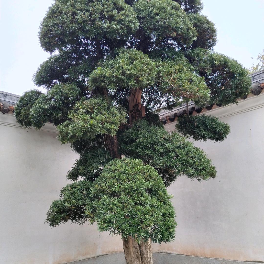 花卷奶奶
