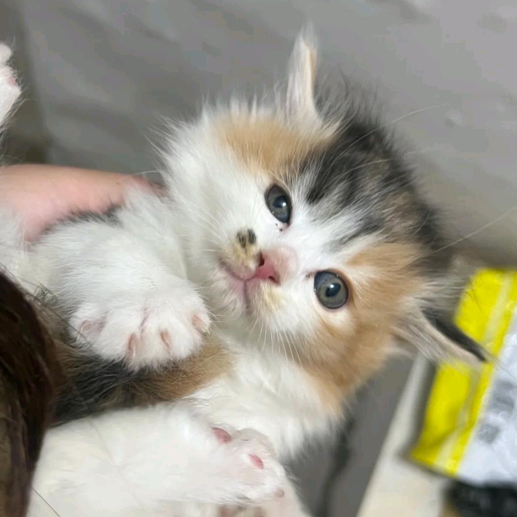 茉莉是一个小三花