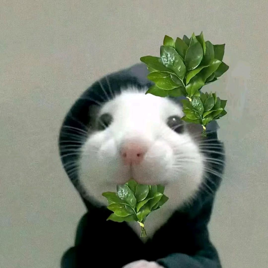 鱼头小弟