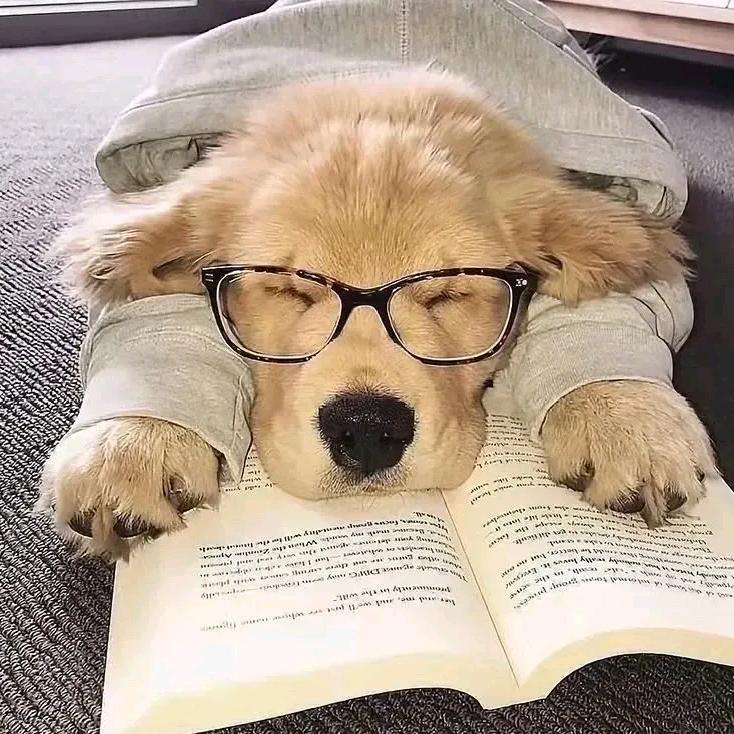 爱学习的小狗一定是好孩子