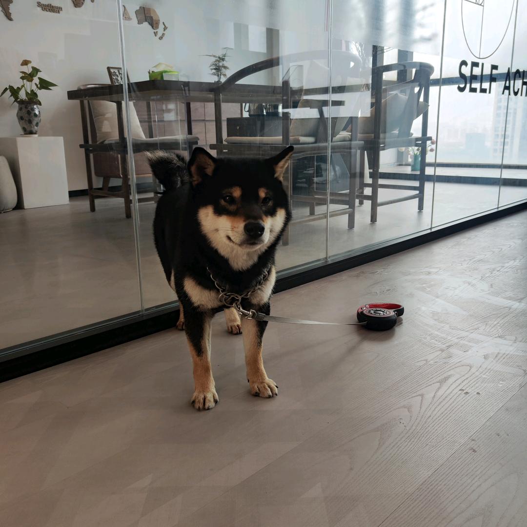 状元糕（打工黑柴）