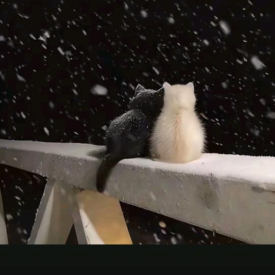 ꧔ꦿ᭄ 自ঞᩚ渡꧔ꦿ᭄