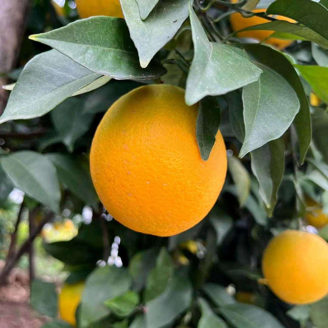 追求幸福的女人