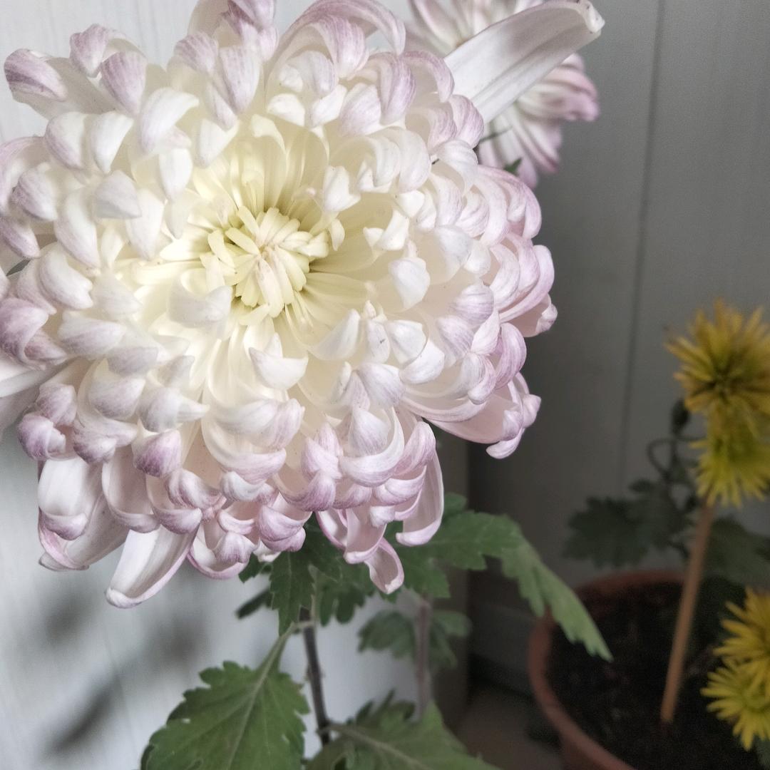 用户130在不疯狂就老了