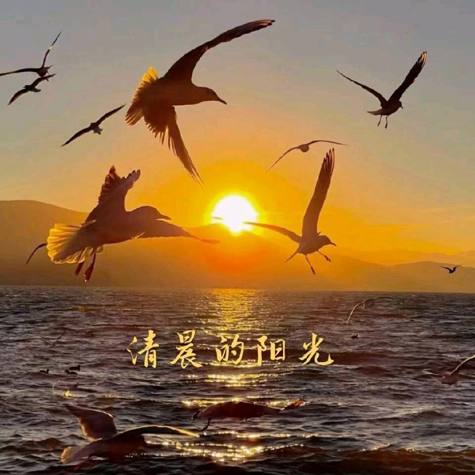 清晨的阳光☀️