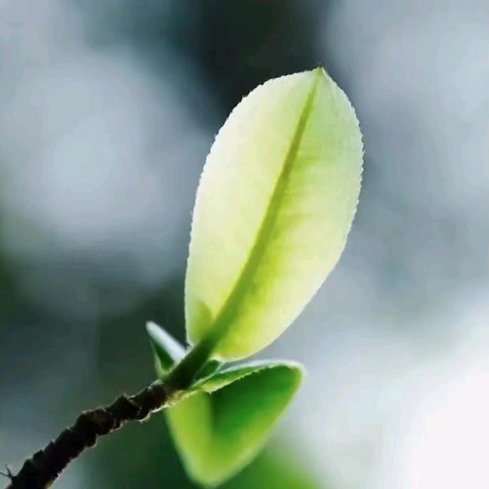 木风槿