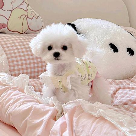 送你一颗小番茄🍅