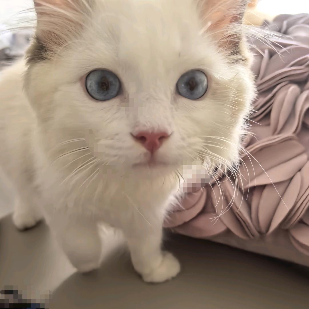 棉花糖咪咪（萌宠）