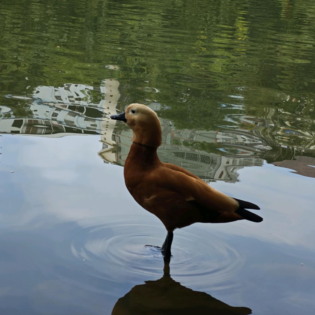 奥特曼暴打小怪兽