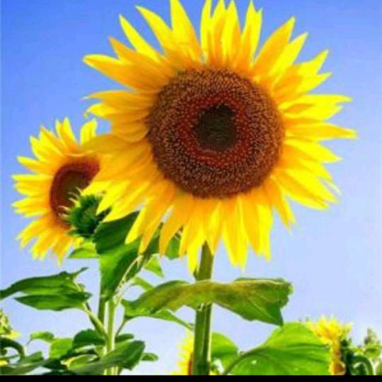 回头是岸🌻
