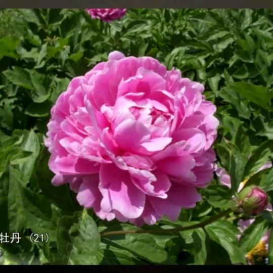 為你停（劉）