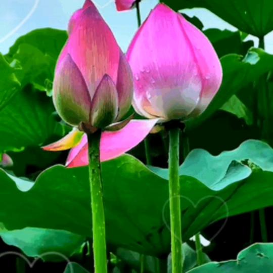 红🥀余生ꦽ爱᭨自己ꦾᩚ࿐