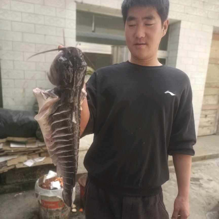 生态 纸包鱼 干锅鱼 金汤鱼