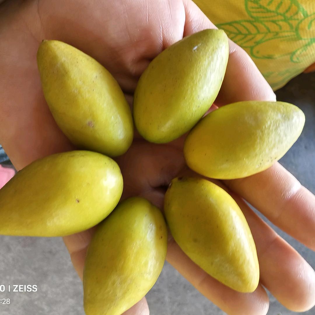 福建青橄榄农场