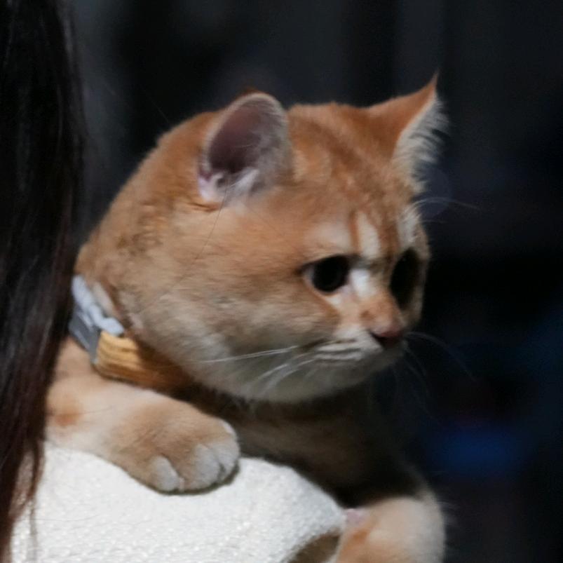 猫头随你摸大人