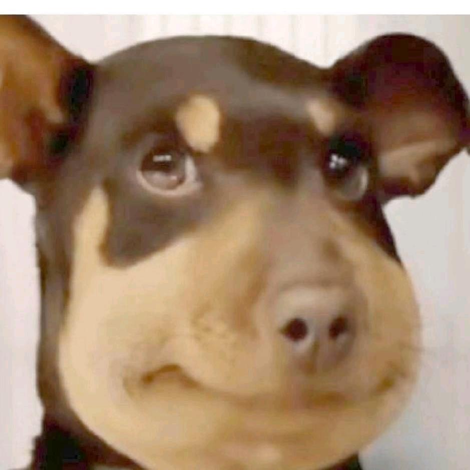 狗崽（点单看主页）