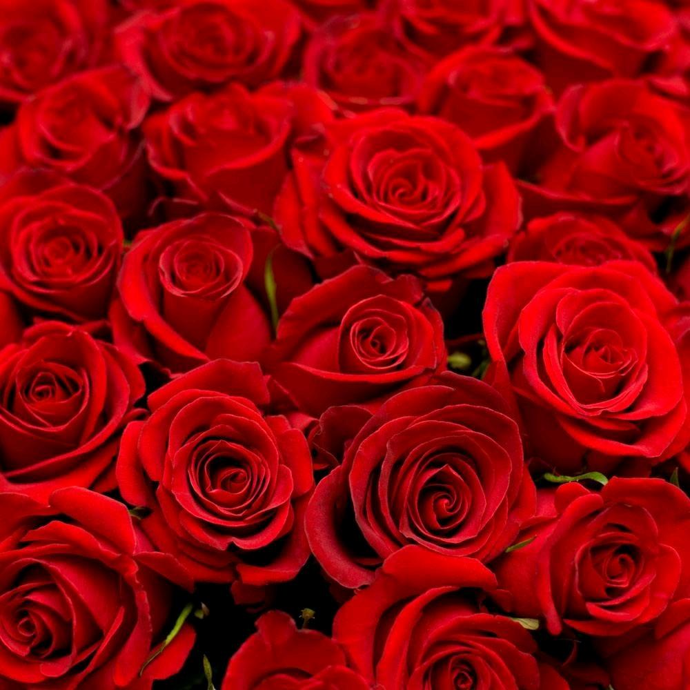 小朱朱《三生三世十里桃花一生一世我爱你》