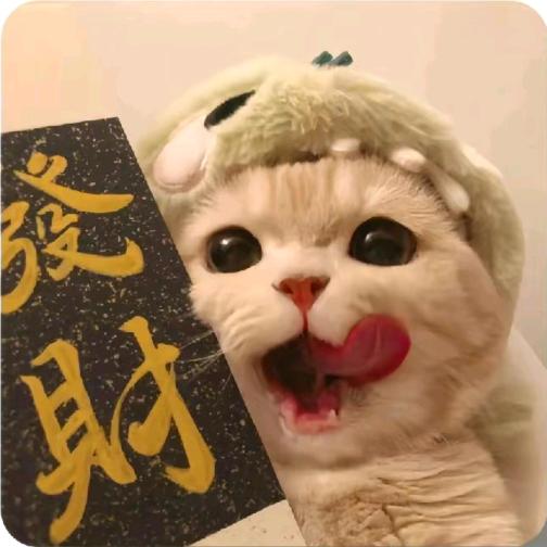 一条小锦李.💕