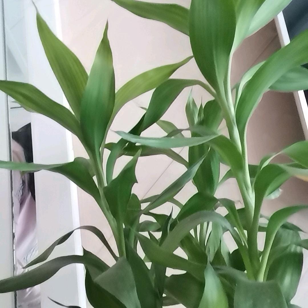 阳光