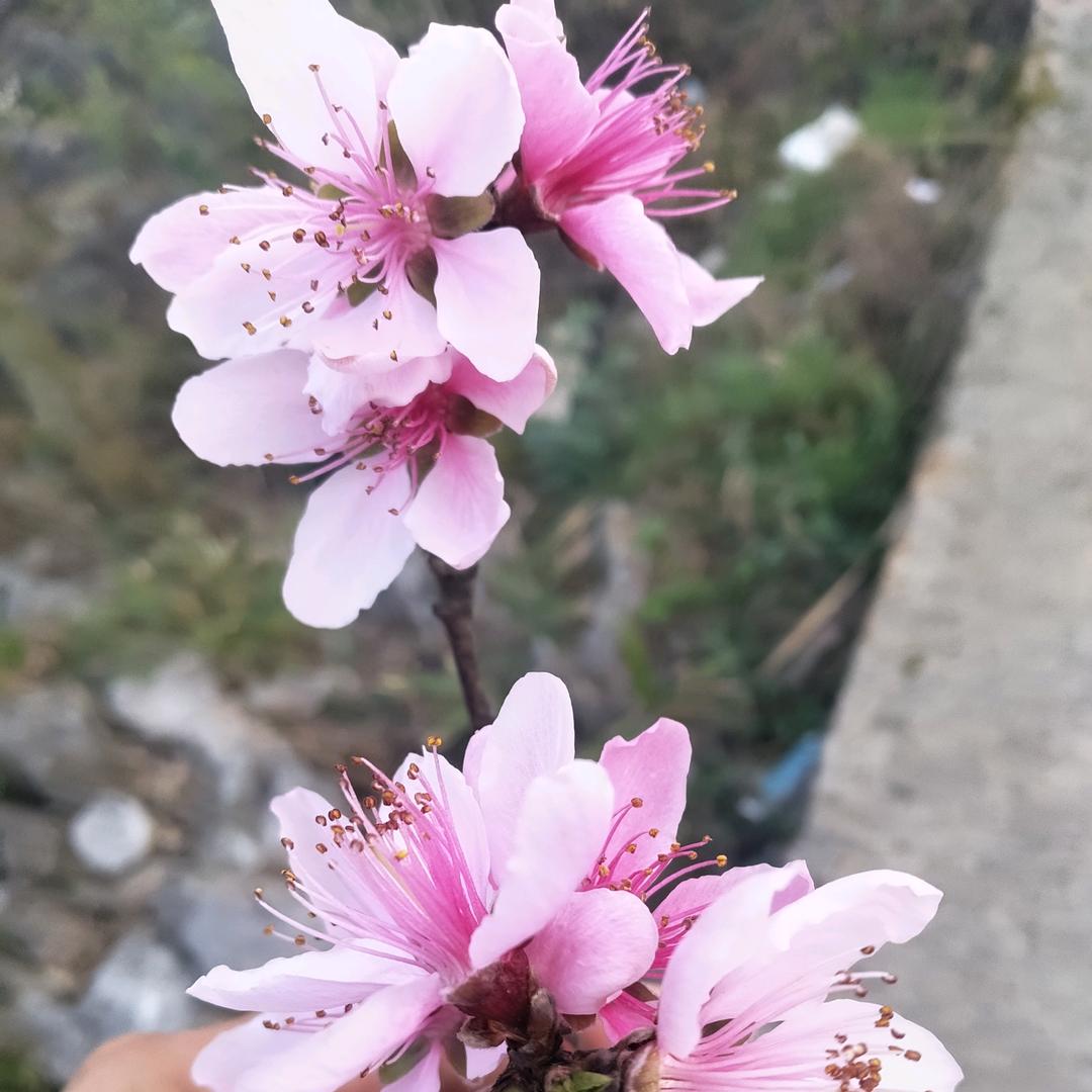 ᭄: ღ᭄ꦿ꯭凉了心湿