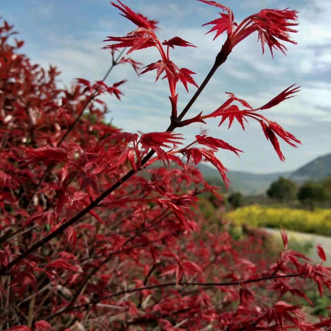 枫叶红