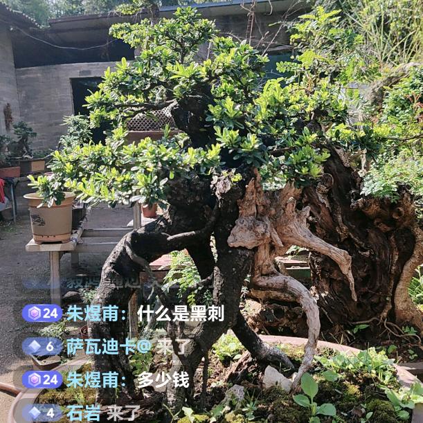 云南《励志园》