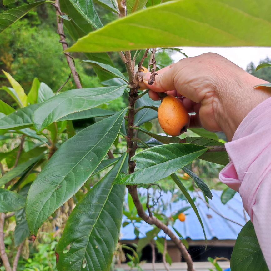 小覃一剪梅❤️