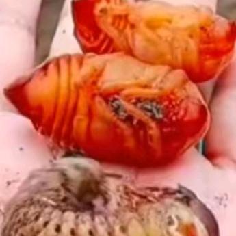 河南舞钢蛴螬养殖基地