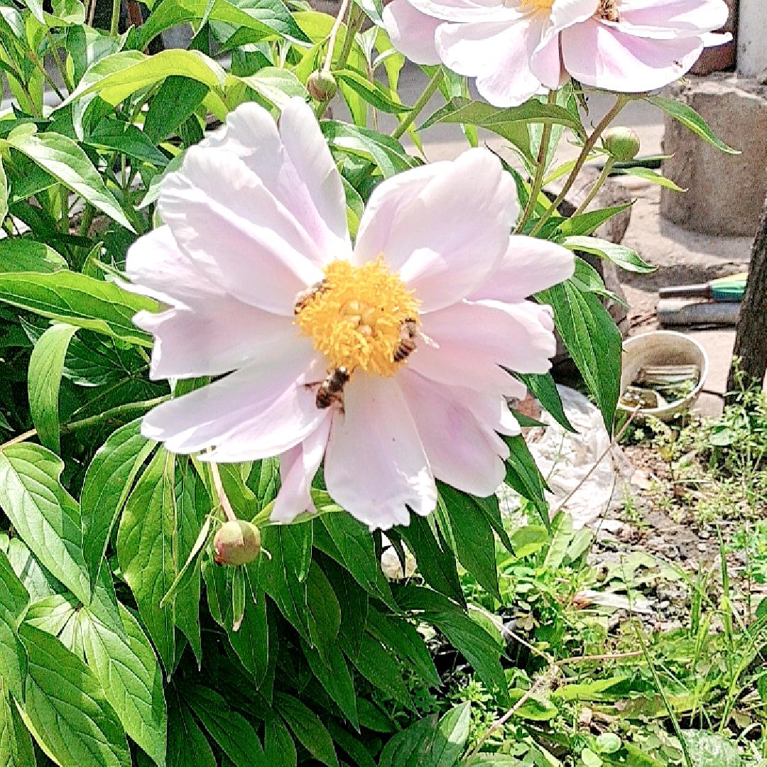 蜜源